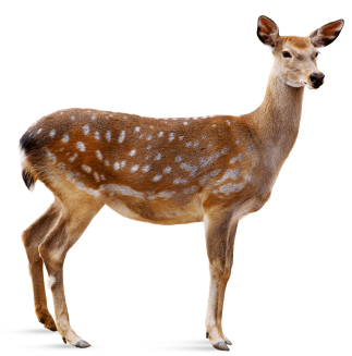 Morden's Organic Farm Store - Venison