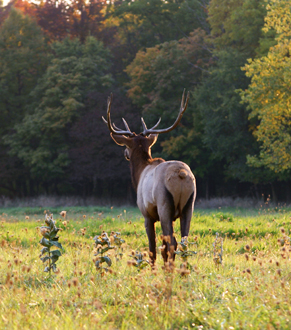 Morden's Organic Farm Store - Elk