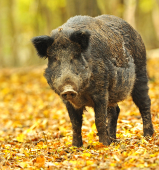 Morden's Organic Farm Store - Wild Boar Morden's Organic Farm Store - Wild Boar
